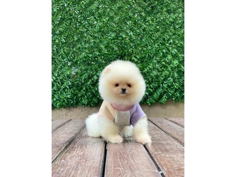 Teddy bear pomeranian yavrularımız sizi bekliyor