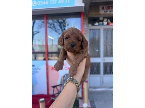 Anne toy poodle baba kore poodle yavrular