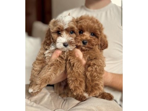 Maltipoo cinsi yavrular