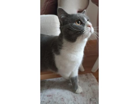 British shorthair kedimiz