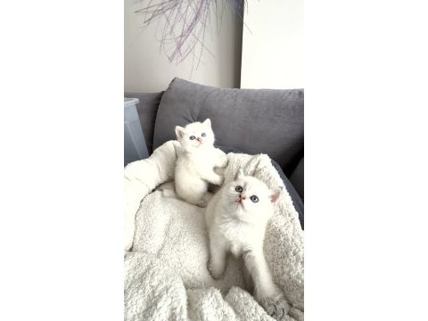 65 günlük british shorthair yavrularımız