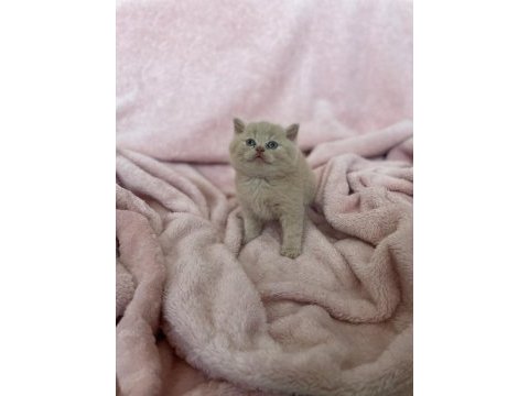 Son yavru british shorthair lilac