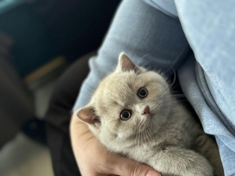 Erkek british shorthair 9 aylık