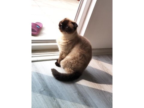 Scottish fold kedimiz
