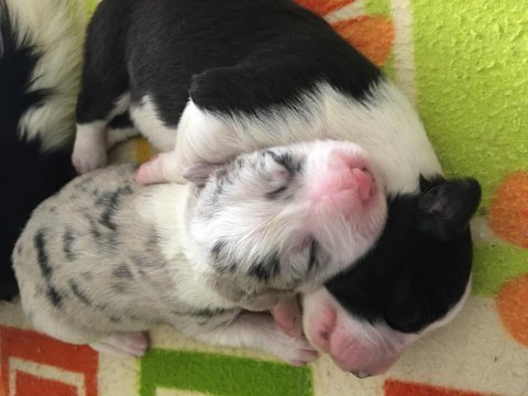 Red blue kahverengi border collie