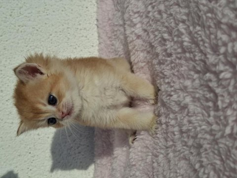 Safkan british longhair ve shorthair yavrular