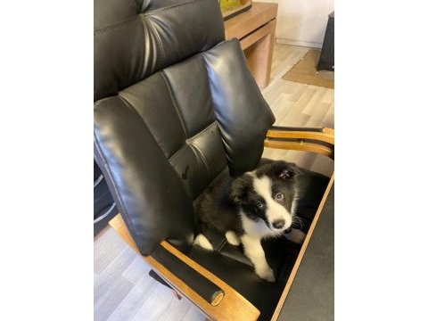 01.08.2023 doğumlu erkek border collie