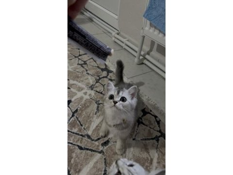 Sahiplendirmek istiyorum kedilerimi