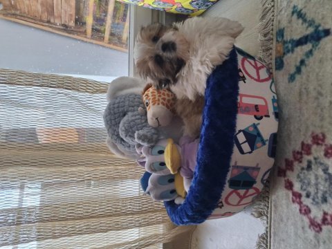 5 aylık shih tzu dişi