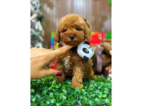 Tarçınlı kurabiye maltipoo