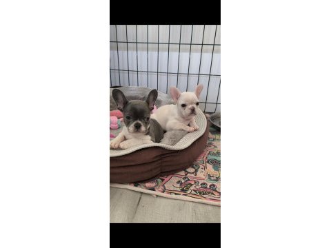 En nadirlerinden aşılı ped eğitimli prenses köpekler