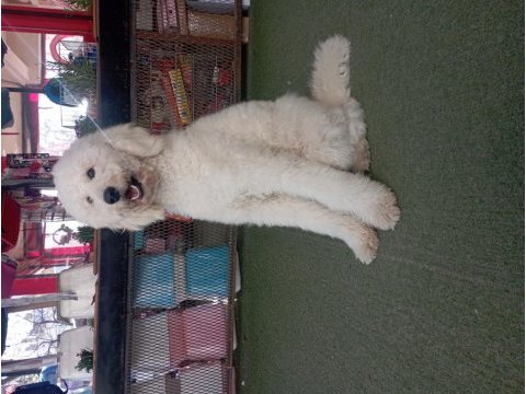 Dev poodle