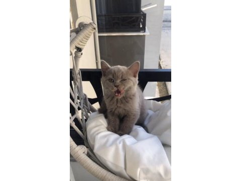 British shorthair yavruları