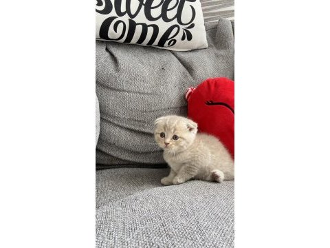 Yavru scottish fold kedilerim