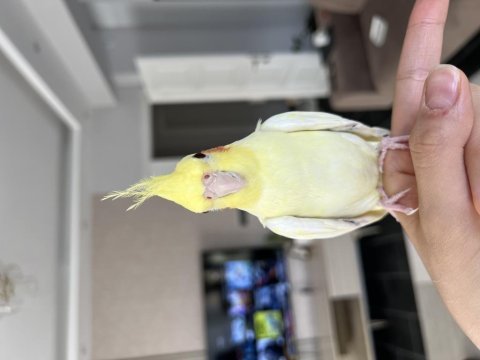 Lutino 2 aylık ele alışkın sultan papağanı