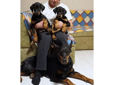 Kıng doberman yavruları
