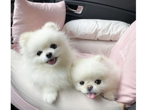 Sevimli pomeranian boo bebeklerimiz