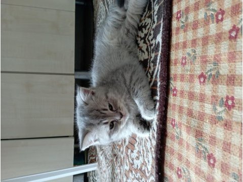 2 tane british shorthair