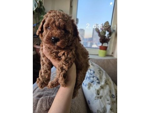 Toy garantili 2 dişi poodle ev ortamından