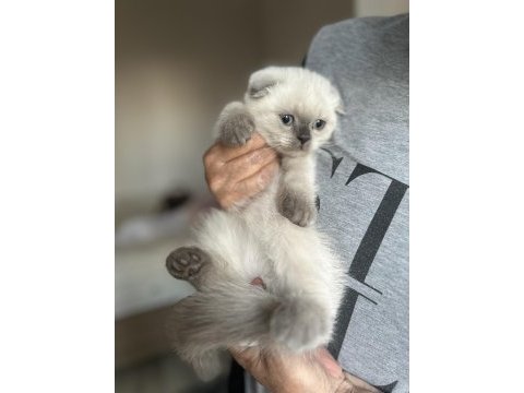 Blue point scottish fold yavrular