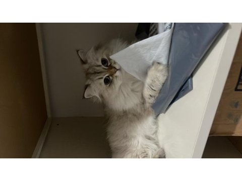 British longhair ücretsiz yuva