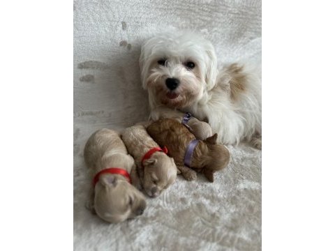 En küçük maltipoo (kore)