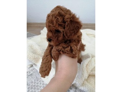 Orjinal toy poodle