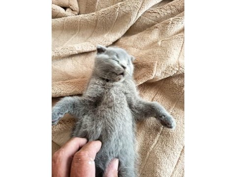 Sevgi dolu ve oyuncu bebek kedilerim