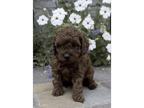 Toy poodle yavrusu