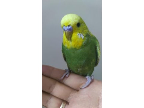 Yavru muhabbet kuşu