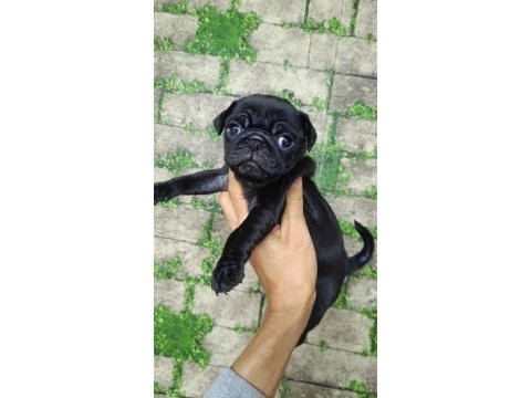 0 burun gül kuyruk pug yavrular