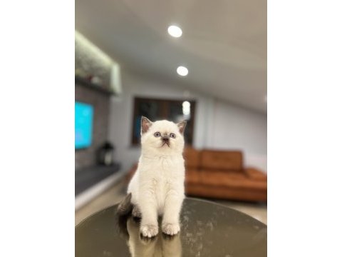 Irk ve sağlık garantili brıtısh shorthair yavrular
