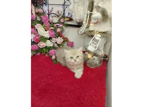 Top kafa ayı suratlı tatlış british kedilerimiz