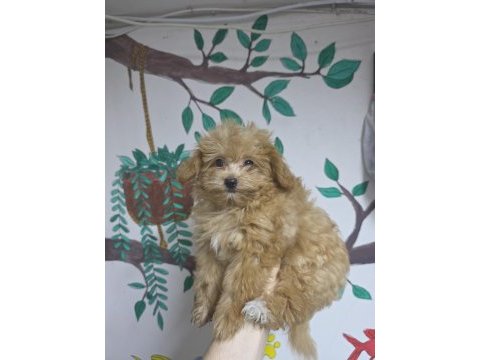 2 aylık maltipoo yavru