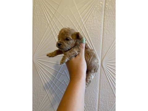 Kore maltipoo yavrularımız