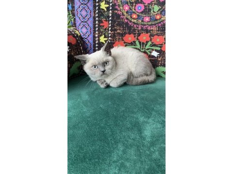 Blue point yavru british shorthair