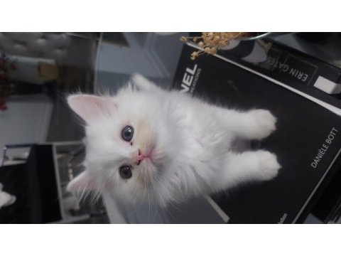 Beyaz british shorthair kardeşler yeni yuvalarını arıyor