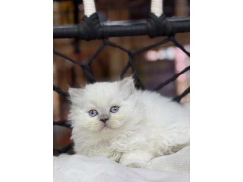 British longhair güzelliği