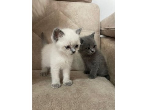 Kedimize yeni yuva arıyoruz