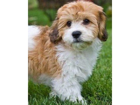 Morkie yavrularımız kahverengi beyaz