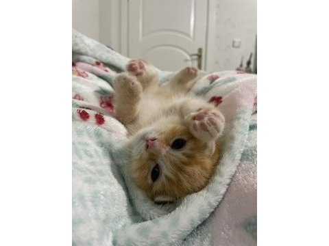 Yavru 2 aylık scottish fold