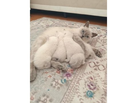 Bluepoint bebişler british shorthair