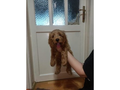 Eğitimli toy poodle