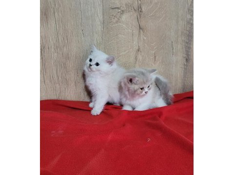 Şirin british shorthair yavrular