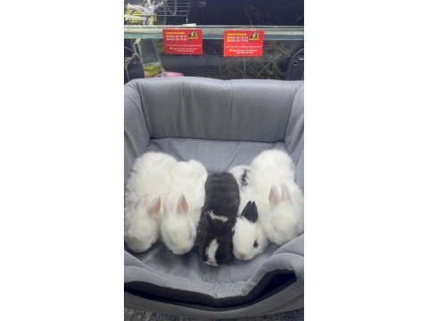 Cüce netherland dwarf yavrularımız