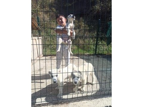 Dikkat çeken alabay yavruları