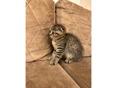 Scottish fold kedimize yuva arıyoruz
