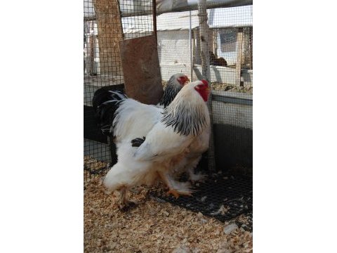 Light brahma kuluçkalık yumurta & civciv