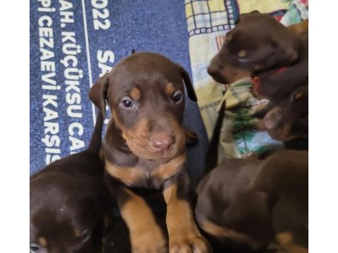 A kalite kızıl dobermanlar rezerveye açıldı