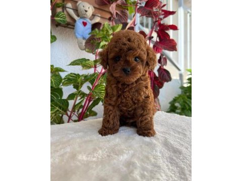 Üst kalite toy poodle yavrular